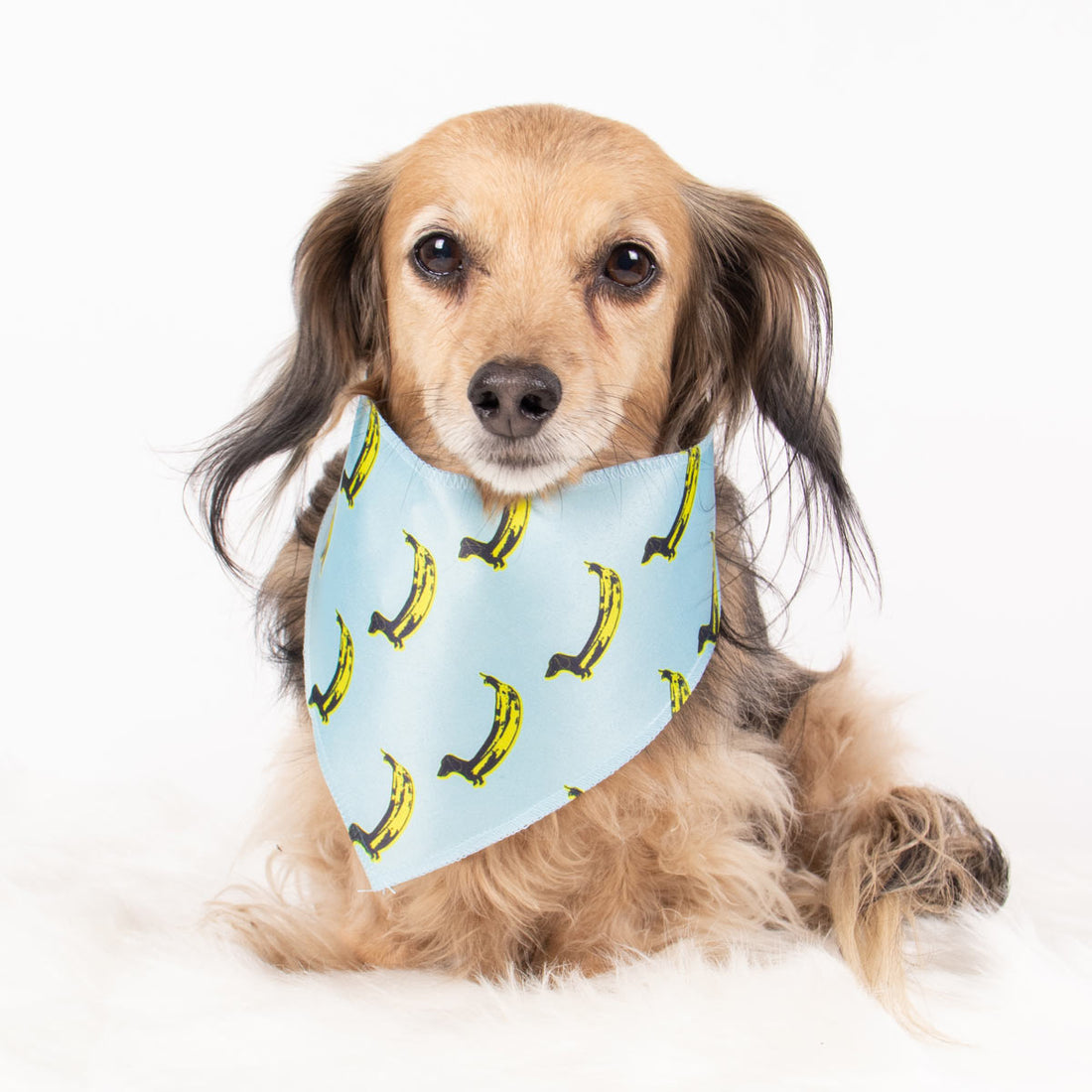 banana wiener dog bandana - bean goods