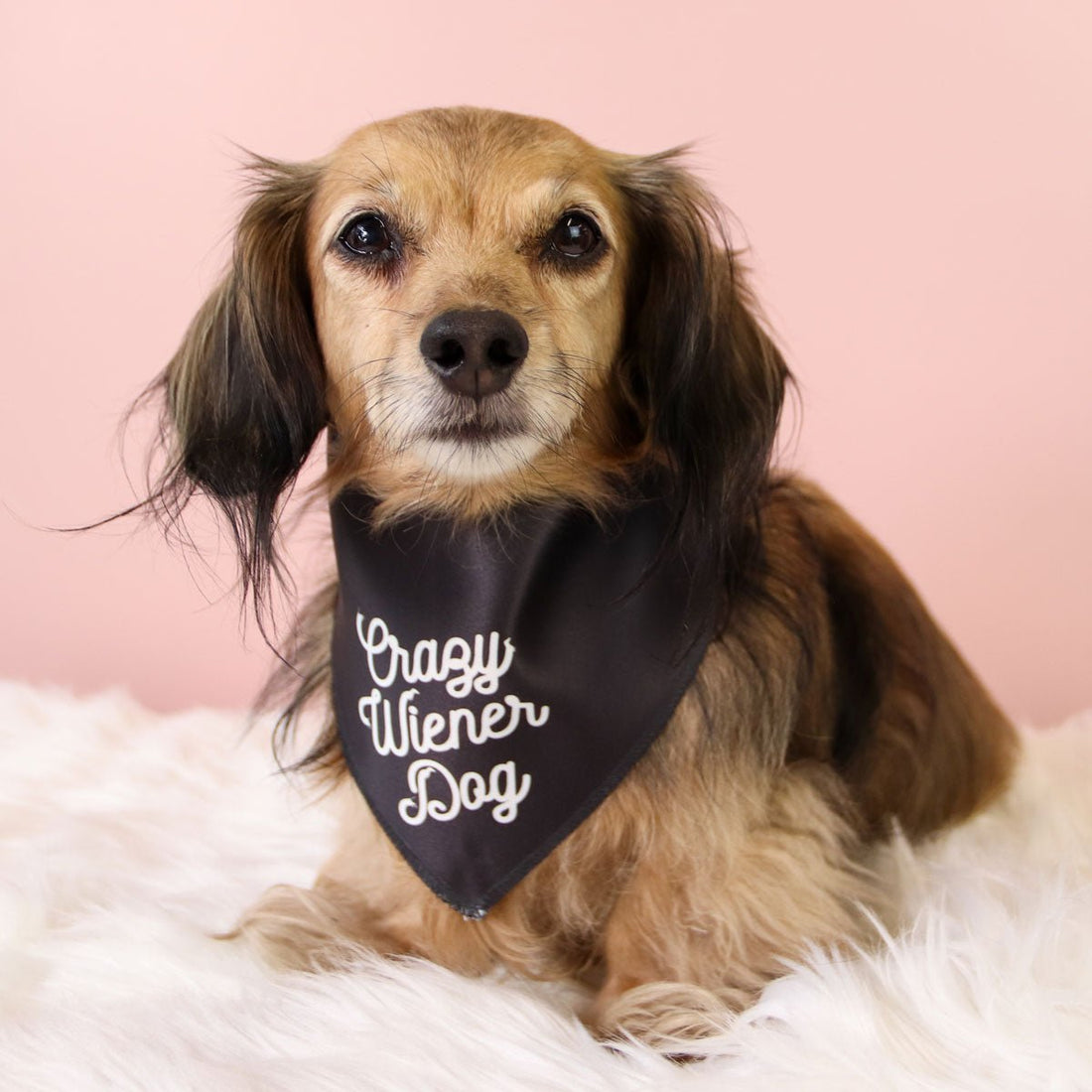 crazy wiener dog doggo bandana